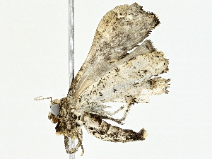  ( - BIOUG95324-F01)  @11 [ ] CreativeCommons - Attribution (2022) CBG Photography Group Centre for Biodiversity Genomics