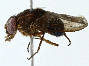  ( - BIOUG95325-B12)  @11 [ ] CreativeCommons - Attribution (2022) CBG Photography Group Centre for Biodiversity Genomics