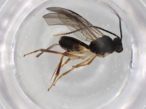  ( - BIOUG92352-F07)  @11 [ ] CreativeCommons - Attribution (2023) Centre for Biodiversity Genomics Centre for Biodiversity Genomics