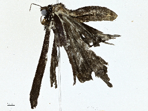  ( - BIOUG95280-D03)  @11 [ ] CreativeCommons - Attribution (2022) CBG Photography Group Centre for Biodiversity Genomics