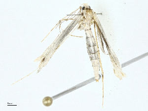  ( - BIOUG95280-D08)  @11 [ ] CreativeCommons - Attribution (2022) CBG Photography Group Centre for Biodiversity Genomics