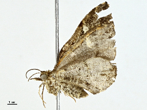  (Psaliodes Malaise6148 - BIOUG95327-G02)  @11 [ ] CreativeCommons - Attribution (2023) CBG Photography Group Centre for Biodiversity Genomics