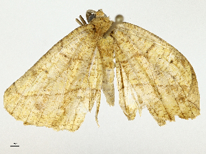 (Eusarca Malaise7789 - BIOUG95360-H10)  @11 [ ] CreativeCommons - Attribution (2023) CBG Photography Group Centre for Biodiversity Genomics