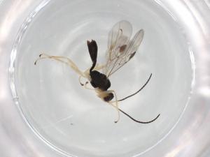  (Peristenus Malaise2377 - BIOUG96046-F12)  @11 [ ] CreativeCommons - Attribution (2022) Centre for Biodiversity Genomics Centre for Biodiversity Genomics