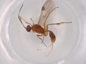  (Meteorus Malaise4736 - BIOUG96047-A02)  @11 [ ] CreativeCommons - Attribution (2022) Centre for Biodiversity Genomics Centre for Biodiversity Genomics