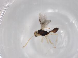  (Leiophron Malaise8011 - BIOUG96047-H07)  @11 [ ] CreativeCommons - Attribution (2022) Centre for Biodiversity Genomics Centre for Biodiversity Genomics