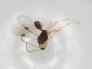  ( - BIOUG96048-B04)  @11 [ ] CreativeCommons - Attribution (2022) Centre for Biodiversity Genomics Centre for Biodiversity Genomics