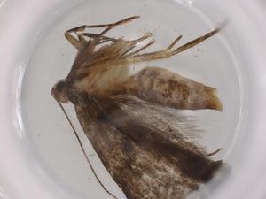  ( - BIOUG96064-A07)  @11 [ ] CreativeCommons - Attribution (2023) Centre for Biodiversity Genomics Centre for Biodiversity Genomics