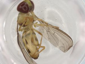  ( - BIOUG96089-C02)  @11 [ ] CreativeCommons - Attribution (2023) Centre for Biodiversity Genomics Centre for Biodiversity Genomics