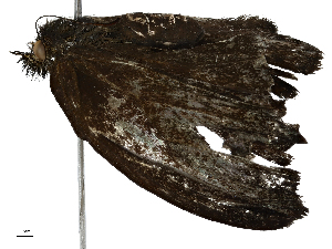  ( - BIOUG98661-B09)  @11 [ ] CreativeCommons - Attribution (2023) CBG Photography Group Centre for Biodiversity Genomics