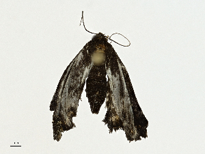  (Palthis malaise6490 - BIOUG98661-E01)  @11 [ ] CreativeCommons - Attribution (2023) CBG Photography Group Centre for Biodiversity Genomics