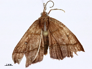  (Semaeopus Malaise0847 - BIOUG98662-A08)  @11 [ ] CreativeCommons - Attribution Non-Commercial Share-Alike (2023) CBG Photography Group Centre for Biodiversity Genomics