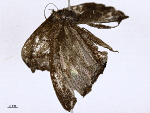  ( - BIOUG98662-B09)  @11 [ ] CreativeCommons - Attribution Non-Commercial Share-Alike (2023) CBG Photography Group Centre for Biodiversity Genomics