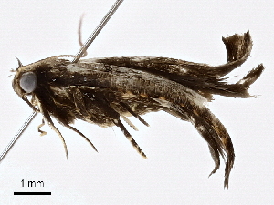  ( - BIOUG98665-G11)  @11 [ ] CreativeCommons - Attribution (2023) CBG Photography Group Centre for Biodiversity Genomics