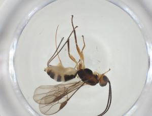  ( - CBG-A36072-B11)  @11 [ ] CreativeCommons - Attribution Share - Alike (2024) Centre for Biodiversity Genomics Centre for Biodiversity Genomics