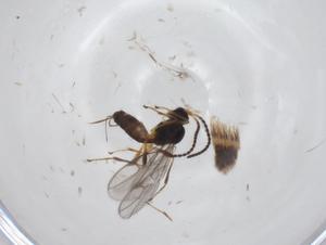  ( - CBG-A36119-E05)  @11 [ ] CreativeCommons - Attribution Share - Alike (2024) Centre for Biodiversity Genomics Centre for Biodiversity Genomics