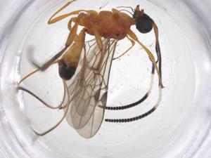  ( - CBG-A36444-E01)  @11 [ ] CreativeCommons - Attribution Share - Alike (2024) Centre for Biodiversity Genomics Centre for Biodiversity Genomics