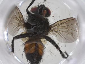  (Carcelia Janzen41 - CBG-A36444-G10)  @11 [ ] CreativeCommons - Attribution Share - Alike (2024) Centre for Biodiversity Genomics Centre for Biodiversity Genomics