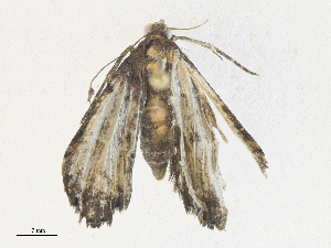  ( - CBG-A36861-F02)  @11 [ ] CreativeCommons - Attribution Share - Alike (2024) CBG Photography Group Centre for Biodiversity Genomics