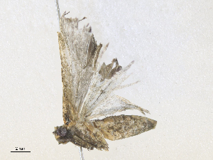  ( - CBG-A36862-H04)  @11 [ ] CreativeCommons - Attribution Share - Alike (2024) CBG Photography Group Centre for Biodiversity Genomics