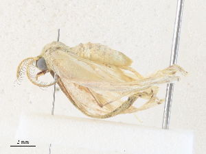  (Cyclophora Malaise4759 - CBG-A36863-C04)  @11 [ ] CreativeCommons - Attribution Share - Alike (2024) CBG Photography Group Centre for Biodiversity Genomics