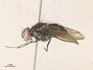  (Prosenoides Malaise1735 - CBG-A36863-H05)  @11 [ ] CreativeCommons - Attribution Share - Alike (2024) CBG Photography Group Centre for Biodiversity Genomics
