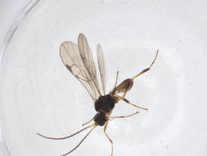  ( - CBG-A37075-C07)  @11 [ ] CreativeCommons - Attribution Share - Alike (2024) Centre for Biodiversity Genomics Centre for Biodiversity Genomics
