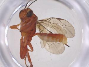  ( - CBG-A37308-G10)  @11 [ ] CreativeCommons - Attribution Share - Alike (2024) Centre for Biodiversity Genomics Centre for Biodiversity Genomics