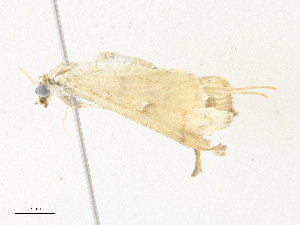  (Syllepte aechmisalisDHJ03 - CBG-A38546-B07)  @11 [ ] CreativeCommons - Attribution Share - Alike (2024) CBG Photography Group Centre for Biodiversity Genomics