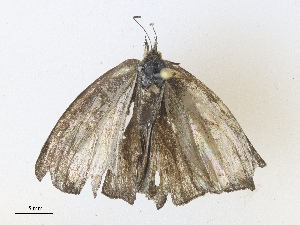  ( - CBG-A38546-F07)  @11 [ ] CreativeCommons - Attribution Share - Alike (2024) CBG Photography Group Centre for Biodiversity Genomics