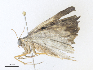  ( - CBG-A38546-F12)  @11 [ ] CreativeCommons - Attribution Share - Alike (2024) CBG Photography Group Centre for Biodiversity Genomics