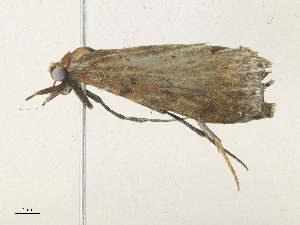  ( - CBG-A38546-G04)  @11 [ ] CreativeCommons - Attribution Share - Alike (2024) CBG Photography Group Centre for Biodiversity Genomics