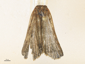  ( - CBG-A38546-H07)  @11 [ ] CreativeCommons - Attribution Share - Alike (2024) CBG Photography Group Centre for Biodiversity Genomics