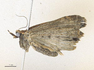  ( - CBG-A38546-H10)  @11 [ ] CreativeCommons - Attribution Share - Alike (2024) CBG Photography Group Centre for Biodiversity Genomics