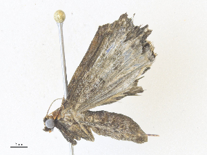  ( - CBG-A38547-C10)  @11 [ ] CreativeCommons - Attribution Share - Alike (2024) CBG Photography Group Centre for Biodiversity Genomics