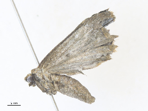  ( - CBG-A38547-C11)  @11 [ ] CreativeCommons - Attribution Share - Alike (2024) CBG Photography Group Centre for Biodiversity Genomics