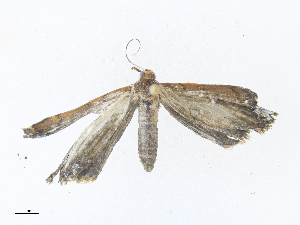  ( - CBG-A38547-C12)  @11 [ ] CreativeCommons - Attribution Share - Alike (2024) CBG Photography Group Centre for Biodiversity Genomics