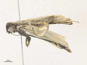  ( - CBG-A38547-D06)  @11 [ ] CreativeCommons - Attribution Share - Alike (2024) CBG Photography Group Centre for Biodiversity Genomics