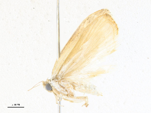  ( - CBG-A38547-G01)  @11 [ ] CreativeCommons - Attribution Share - Alike (2024) CBG Photography Group Centre for Biodiversity Genomics