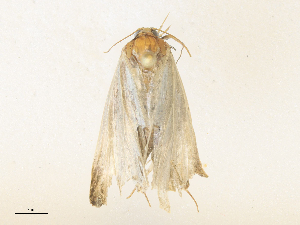  ( - CBG-A38547-H10)  @11 [ ] CreativeCommons - Attribution Share - Alike (2024) CBG Photography Group Centre for Biodiversity Genomics