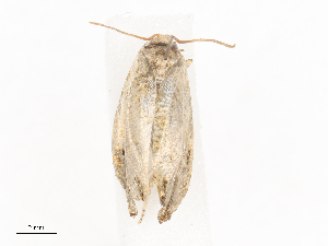  ( - CBG-A38548-B08)  @11 [ ] CreativeCommons - Attribution Share - Alike (2024) CBG Photography Group Centre for Biodiversity Genomics