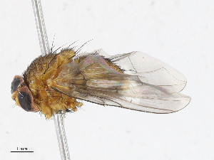  (Oestrophasia Malaise4561 - CBG-A06276-C04)  @11 [ ] CreativeCommons - Attribution Share - Alike (2023) CBG Photography Group Centre for Biodiversity Genomics