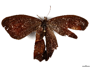  (Satyrotaygetis Malaise6127 - CBG-A06276-F12)  @11 [ ] CreativeCommons - Attribution (2023) CBG Photography Group Centre for Biodiversity Genomics