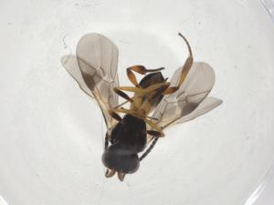  ( - CBG-A08487-D02)  @11 [ ] CreativeCommons - Attribution Share - Alike (2023) Centre for Biodiversity Genomics Centre for Biodiversity Genomics