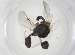  (chalMalaise01 Malaise3580 - CBG-A08526-A06)  @11 [ ] CreativeCommons - Attribution Share - Alike (2023) Centre for Biodiversity Genomics Centre for Biodiversity Genomics