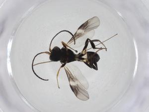  (Chelonus Malaise8797 - CBG-A08539-G06)  @11 [ ] CreativeCommons - Attribution Share - Alike (2023) Centre for Biodiversity Genomics Centre for Biodiversity Genomics