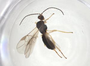  (Stiropius Malaise0834 - CBG-A08541-H06)  @11 [ ] CreativeCommons - Attribution Share - Alike (2023) Centre for Biodiversity Genomics Centre for Biodiversity Genomics