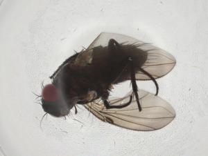  (Chaetostigmoptera malaise7335 - CBG-A08547-D05)  @11 [ ] CreativeCommons - Attribution Share - Alike (2023) Centre for Biodiversity Genomics Centre for Biodiversity Genomics
