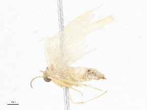  ( - CBG-A08718-A05)  @11 [ ] CreativeCommons - Attribution Share - Alike (2023) CBG Photography Group Centre for Biodiversity Genomics
