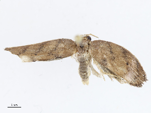  ( - CBG-A08718-C03)  @11 [ ] CreativeCommons - Attribution Share - Alike (2023) CBG Photography Group Centre for Biodiversity Genomics